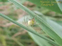 Vergeten tandhaak [Enoplognatha latimana]